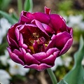 la tulipe 2023.14 rt