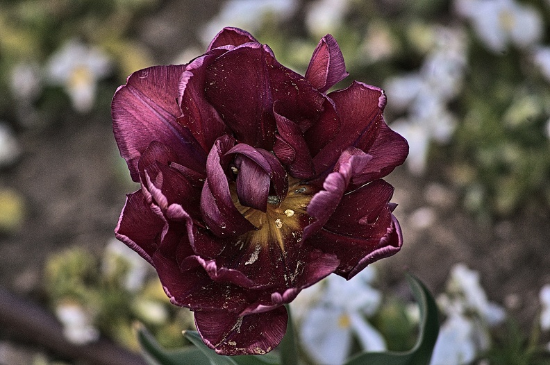 la tulipe 2023.16_rt.jpg