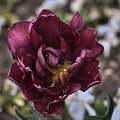 la tulipe 2023.16_rt.jpg