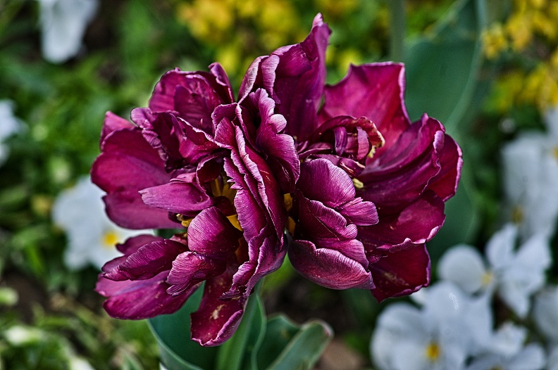 la tulipe 2023.17_rt.jpg