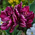 la tulipe 2023.17 rt