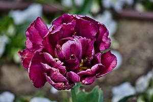 la tulipe 2023.19 rt
