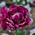 la tulipe 2023.19_rt.jpg