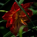 la tulipe 2023.20 rt