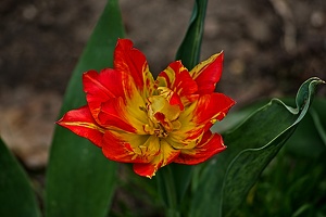 la tulipe 2023.21 rt