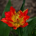 la tulipe 2023.21 rt