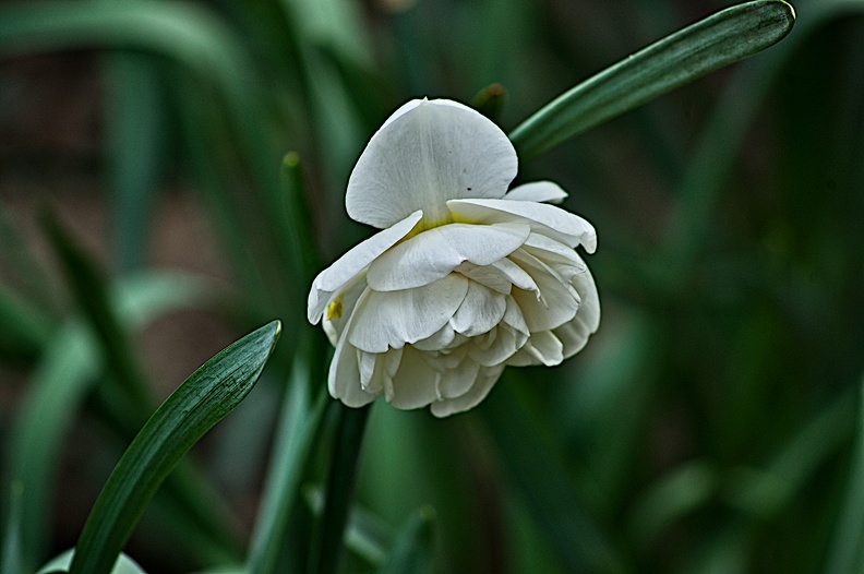 hyacinthus 2023.07_rt.jpg