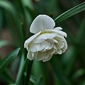 hyacinthus 2023.07_rt.jpg