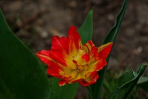 la tulipe 2023.22 rt