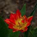la tulipe 2023.22 rt