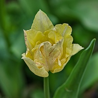 la tulipe 2023.23 rt