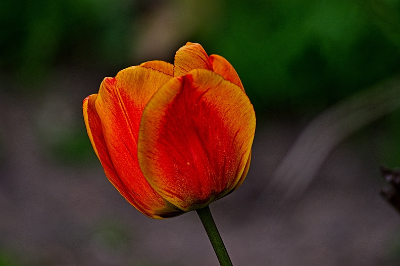 la tulipe 2023.24_rt.jpg