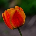 la tulipe 2023.24 rt