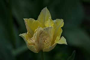 la tulipe 2023.25 rt