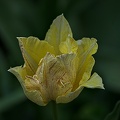 la tulipe 2023.25 rt