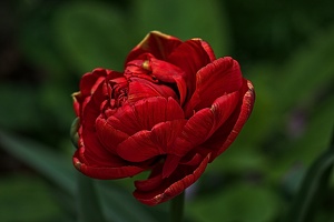 la tulipe 2023.26 rt