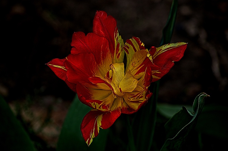 la tulipe 2023.27_rt.jpg