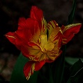 la tulipe 2023.27 rt