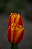 la tulipe 2023.30 rt