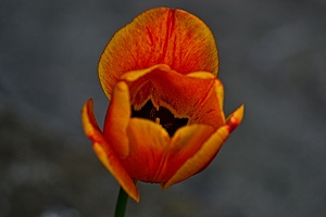 la tulipe 2023.31 rt
