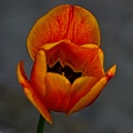 la tulipe 2023.31 rt
