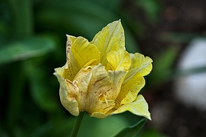 la tulipe 2023.32 rt