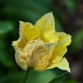 la tulipe 2023.32 rt