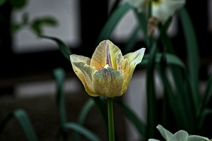 la tulipe 2023.33 rt