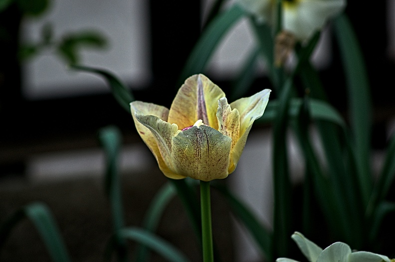 la tulipe 2023.33_rt.jpg