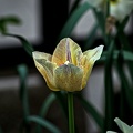 la tulipe 2023.33 rt