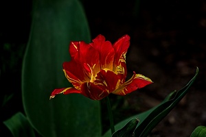 la tulipe 2023.34 rt