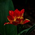 la tulipe 2023.34_rt.jpg