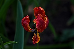 la tulipe 2023.35 rt