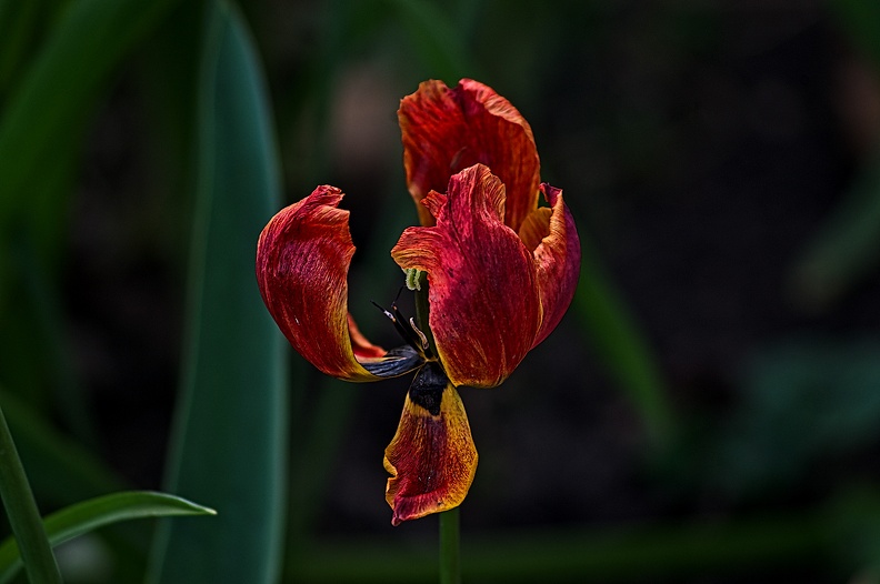 la tulipe 2023.35_rt.jpg