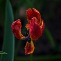 la tulipe 2023.35 rt