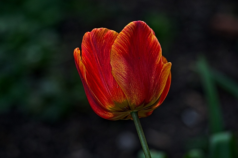 la tulipe 2023.36_rt.jpg