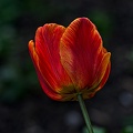 la tulipe 2023.36_rt.jpg