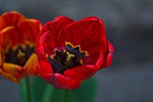 la tulipe 2023.38 rt
