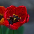 la tulipe 2023.38 rt