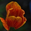 la tulipe 2023.39 rt