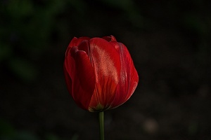 la tulipe 2023.40 rt
