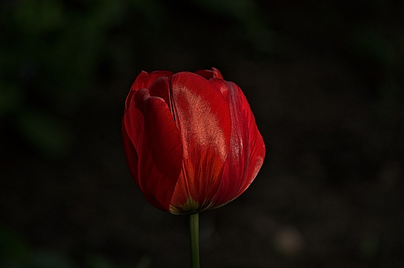 la tulipe 2023.40_rt.jpg
