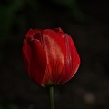 la tulipe 2023.40_rt.jpg