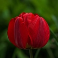 la tulipe 2023.41_rt.jpg