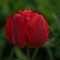 la tulipe 2023.42 rt