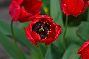 la tulipe 2023.43 rt