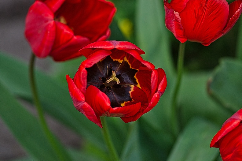 la tulipe 2023.43_rt.jpg