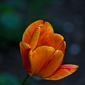 la tulipe 2023.44 rt