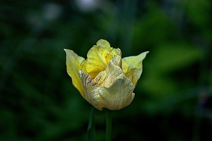 la tulipe 2023.47 rt