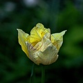 la tulipe 2023.47 rt